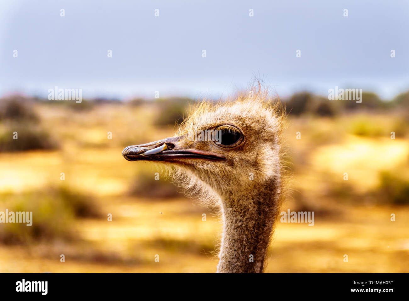 Close up d'une tête d'Autruche dans une ferme d'Autruches à Oudtshoorn dans le petit Karoo semi désert Région Province du Cap-Occidental en Afrique du Sud Banque D'Images
