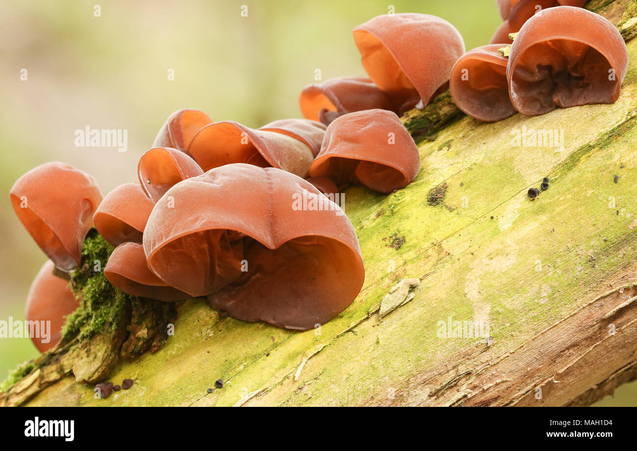 Un groupe d'oreille de Juif Champignons (Auricularia auricula-judae) poussant sur un arbre. Banque D'Images