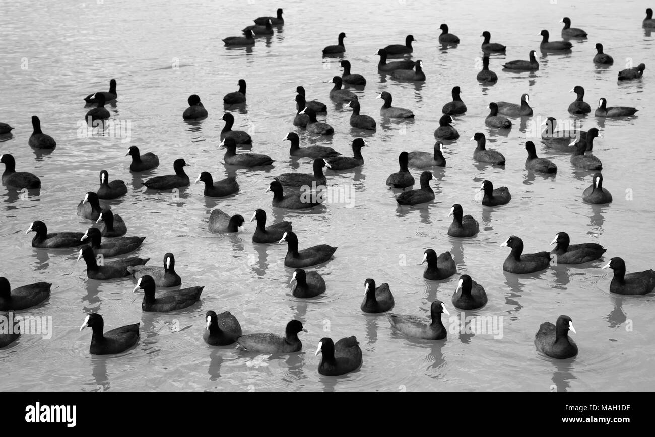 Au Lac Les Oiseaux Deau En Noir Blanc Melbourne