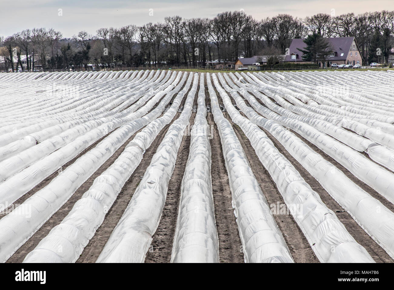 L'agriculture, de l'élevage, les serres, mobile, fait de plastique, plastique tunnel, pour des cultures à croissance rapide, légumes, fruits, dans le domaine, même avant t Banque D'Images
