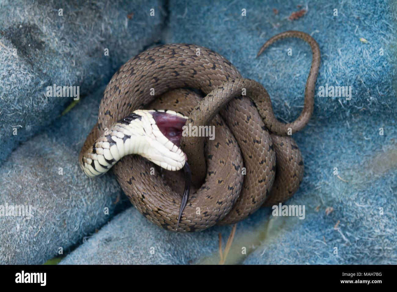 Grass Snake (Natrix helvetica) jouant Dead, UK. Le comportement du serpent est appelé la thanatose. Banque D'Images
