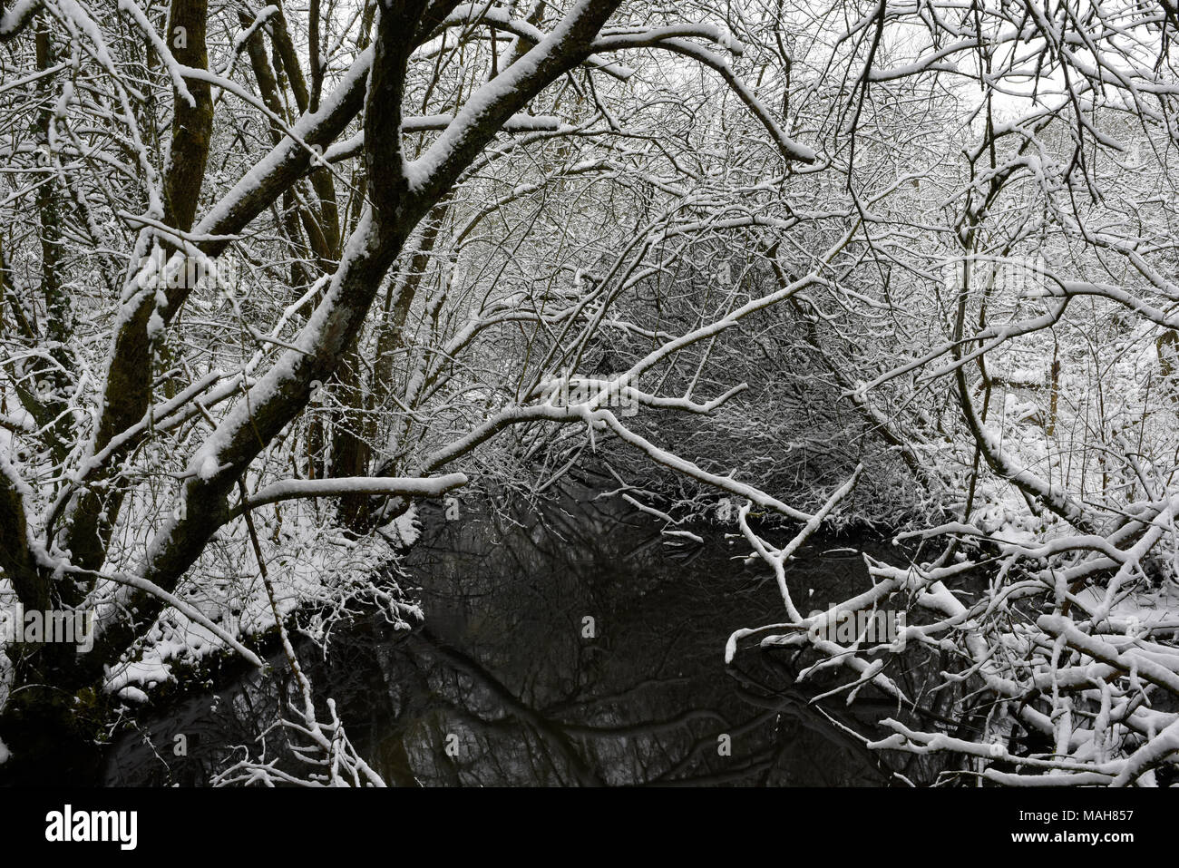 Couvert de neige des branches de Anton Lacs Nature Reserve à Andover, Hampshire, Angleterre Banque D'Images