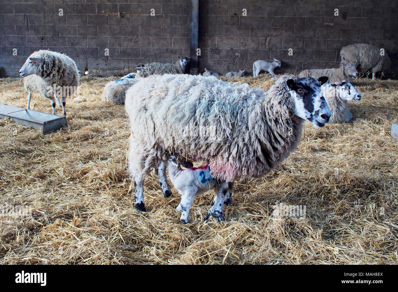 Le temps de l'agnelage sur une ferme de Norfolk, Pâques 2017. Agnelles avec nouveau né et les agneaux nés récemment. Banque D'Images