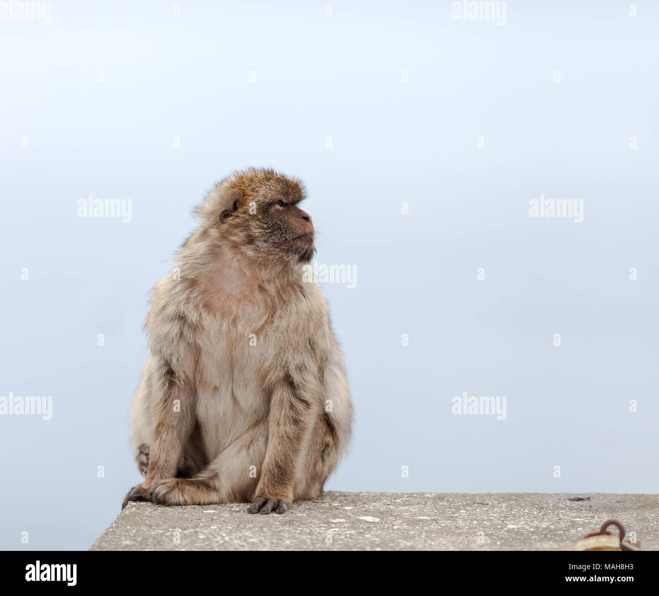 Monkey à Gibraltar Banque D'Images