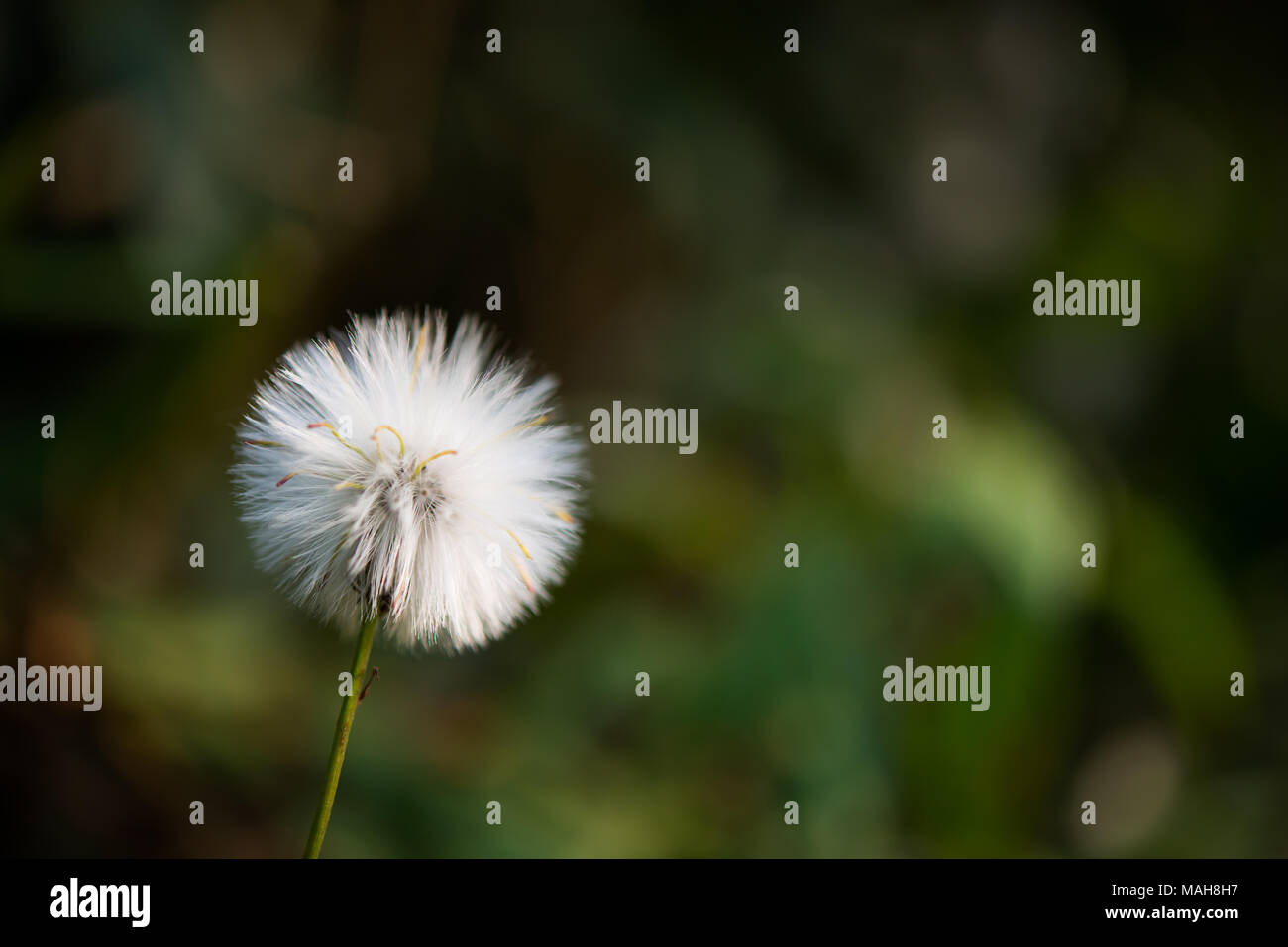 Pissenlit fleur nature floue avec l'arrière-plan. Banque D'Images