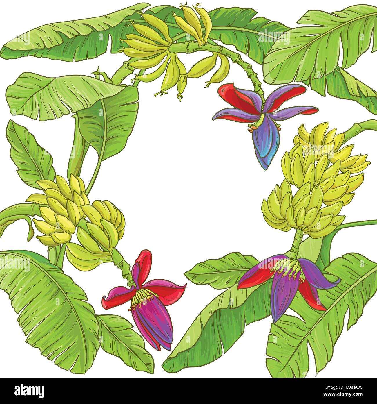 Plante banane vector image sur fond blanc Illustration de Vecteur