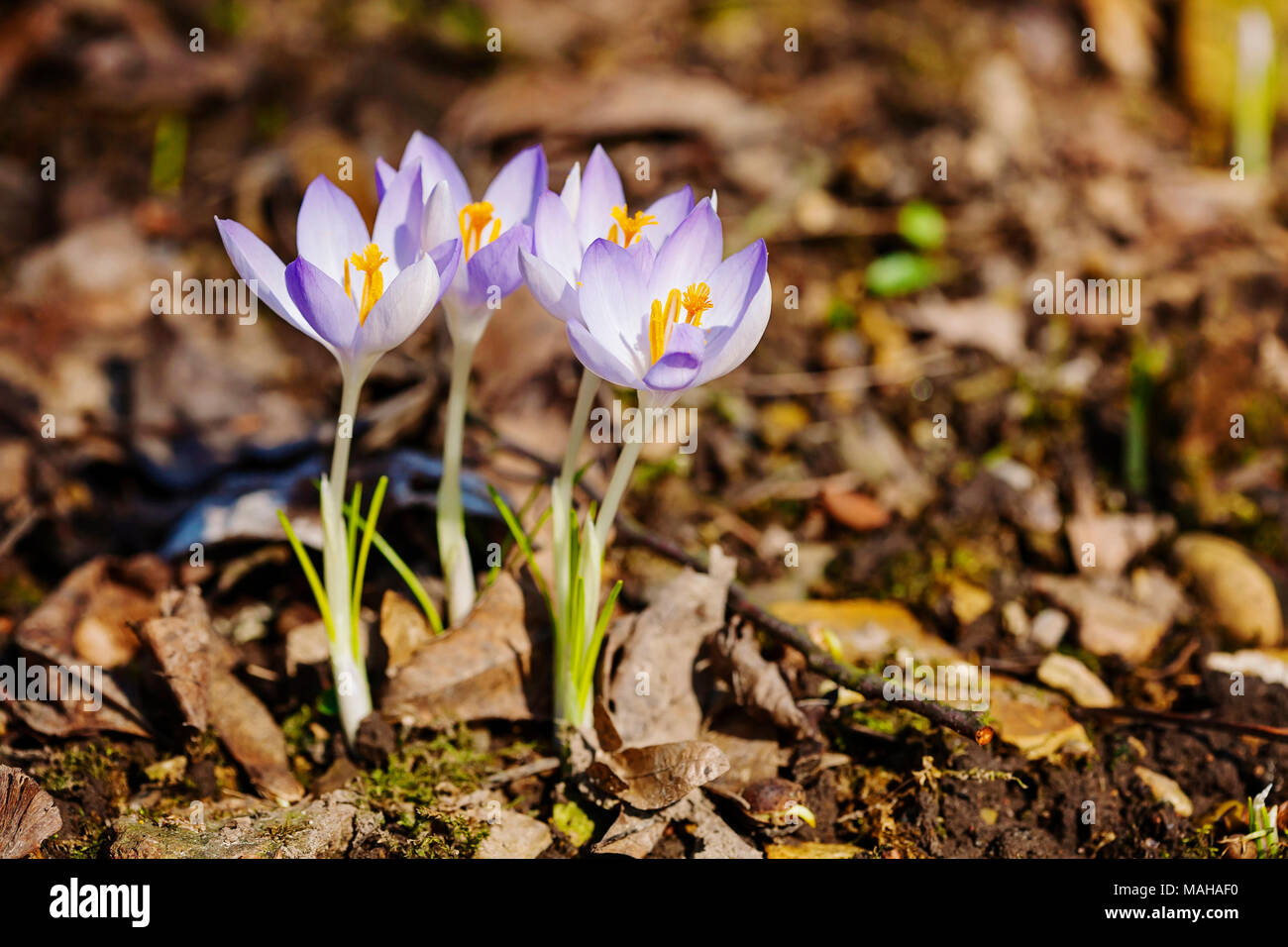 Les crocus violet magnifique dans les premiers jours de mars Banque D'Images