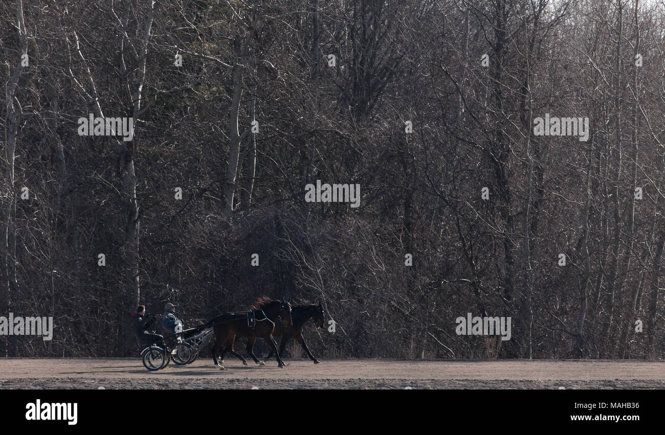 Des chevaux élevés à la formation standard d'une installation dans le sud-ouest de l'Ontario, Canada. Banque D'Images