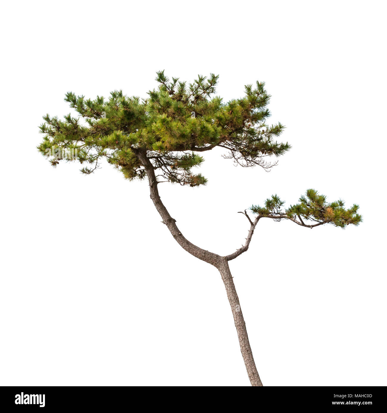Pine Tree isolé sur blanc, photo naturelle Banque D'Images