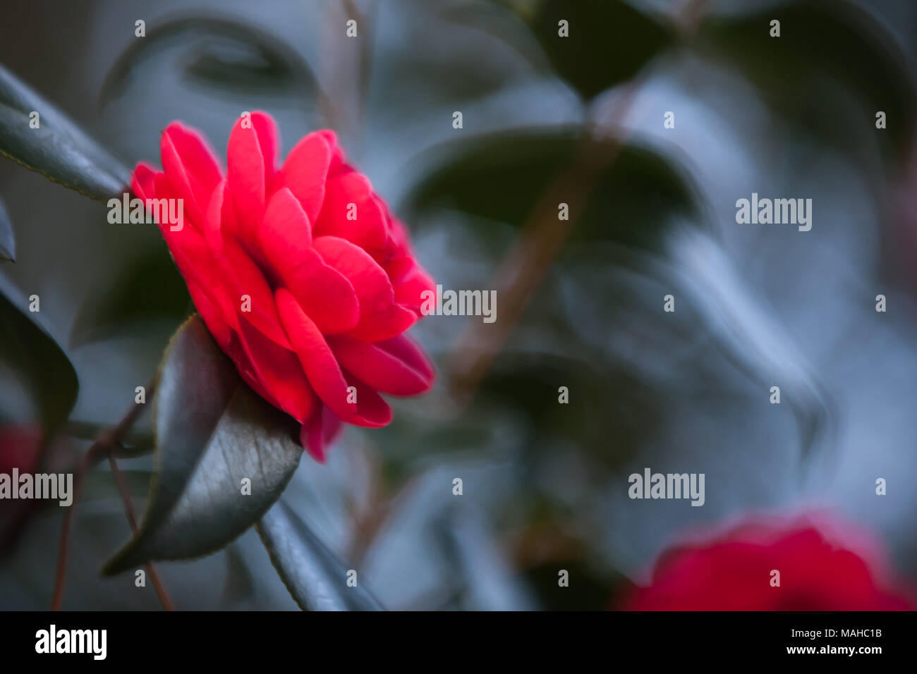 Rose rouge fleur, macro photo avec soft focus sélectif Banque D'Images Rose rouge fleur, macro photo avec soft focus sélectif Banque D'Images