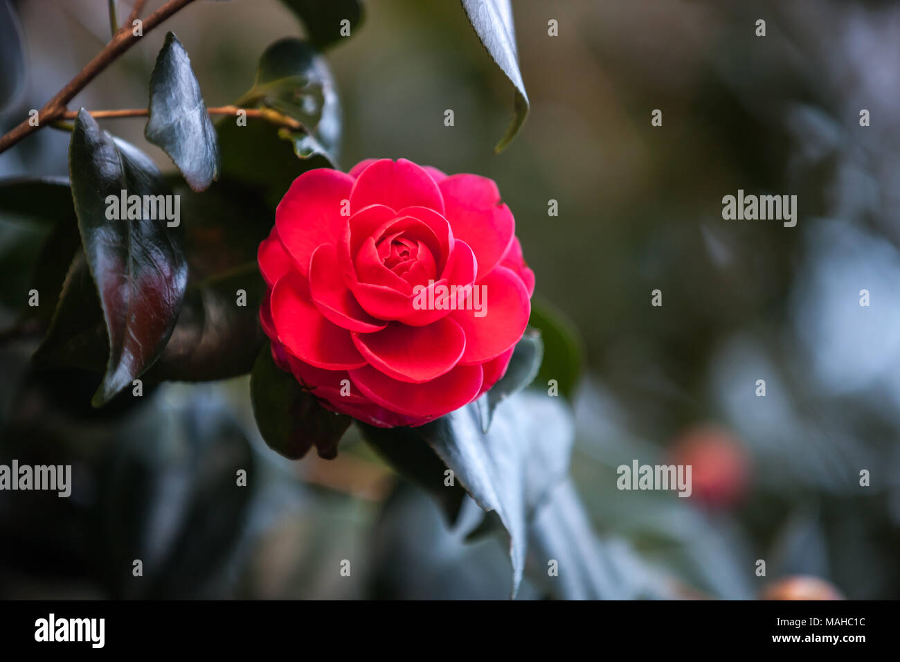 Red Rose, macro photo avec soft focus sélectif Banque D'Images Red Rose, macro photo avec soft focus sélectif Banque D'Images