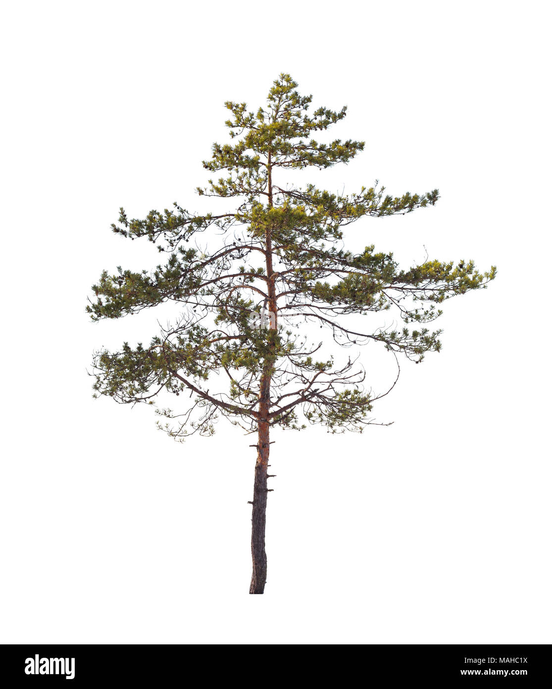 Pine Tree isolé sur fond blanc, photo naturelle Banque D'Images