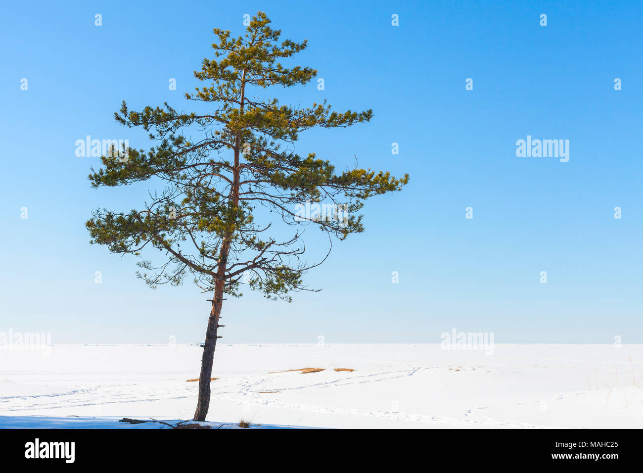 Pine Tree en saison d'hiver, photo naturelle Banque D'Images