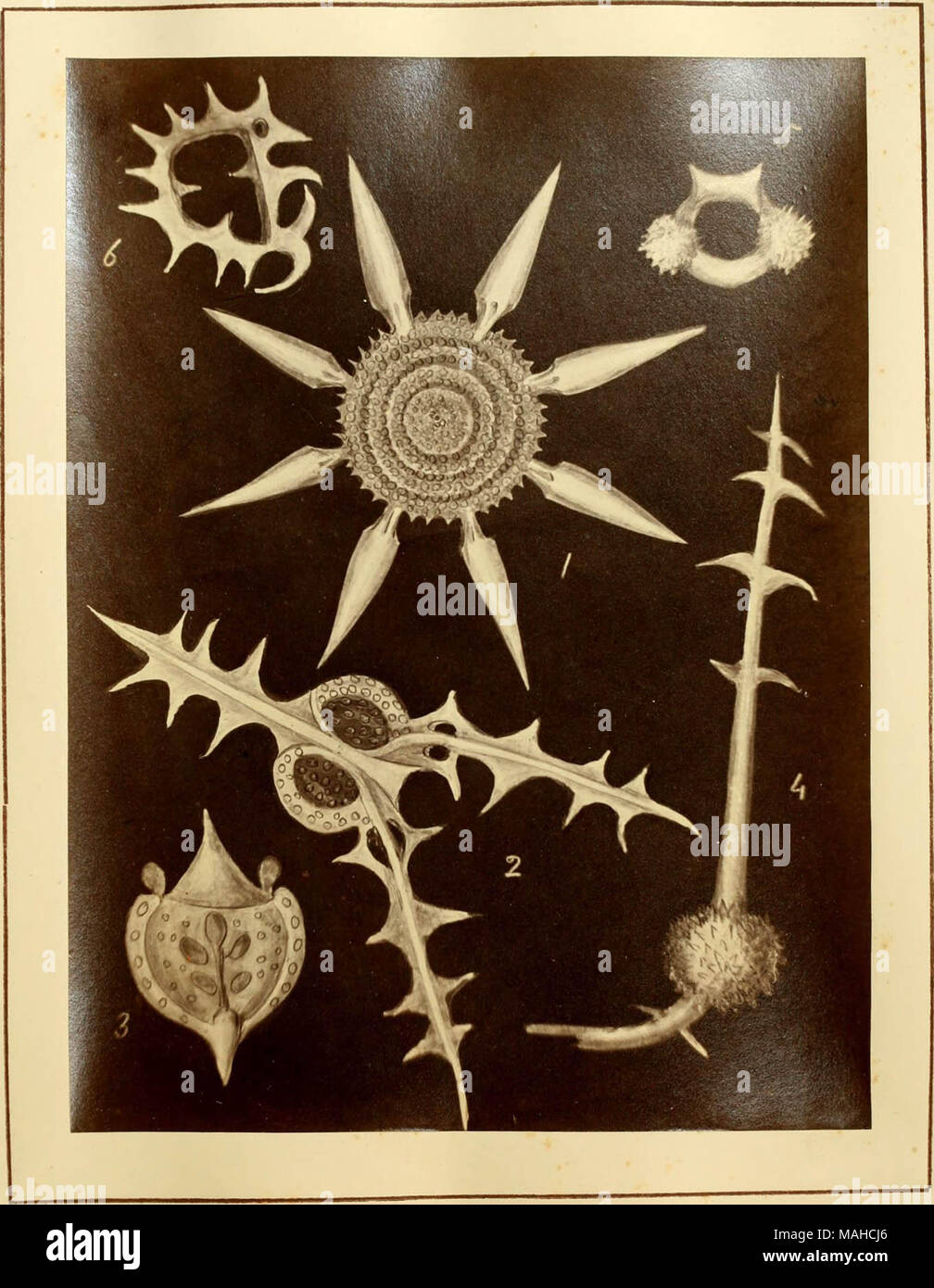 Les figures de formes remarquables de polycystins, ou des organismes apparentés, à la Barbade (principalement à partir de la craie-que recueillies par M. Davy, et qu'il avait remarqué dans une conférence donnée à la Société agricole de la Barbade, en juillet, 1846) Banque D'Images