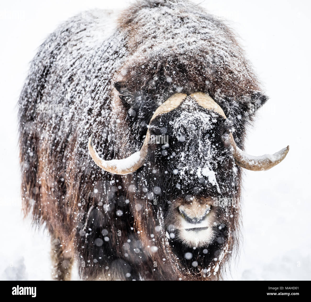Boeuf Musque Ovibos Moschatus Dans Une Tempete D Hiver Au Manitoba Canada Photo Stock Alamy Boeuf Musque Ovibos Moschatus Dans Une Tempete D Hiver Au Manitoba Canada Photo Stock Alamy