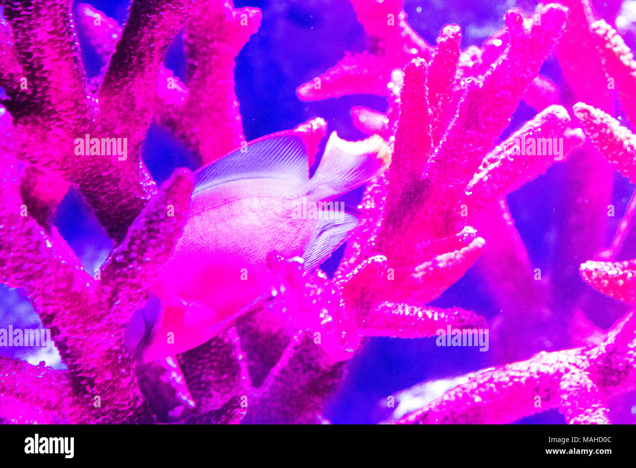 Paysage ,le monde sous-marin avec des poissons des récifs coralliens colorés Banque D'Images