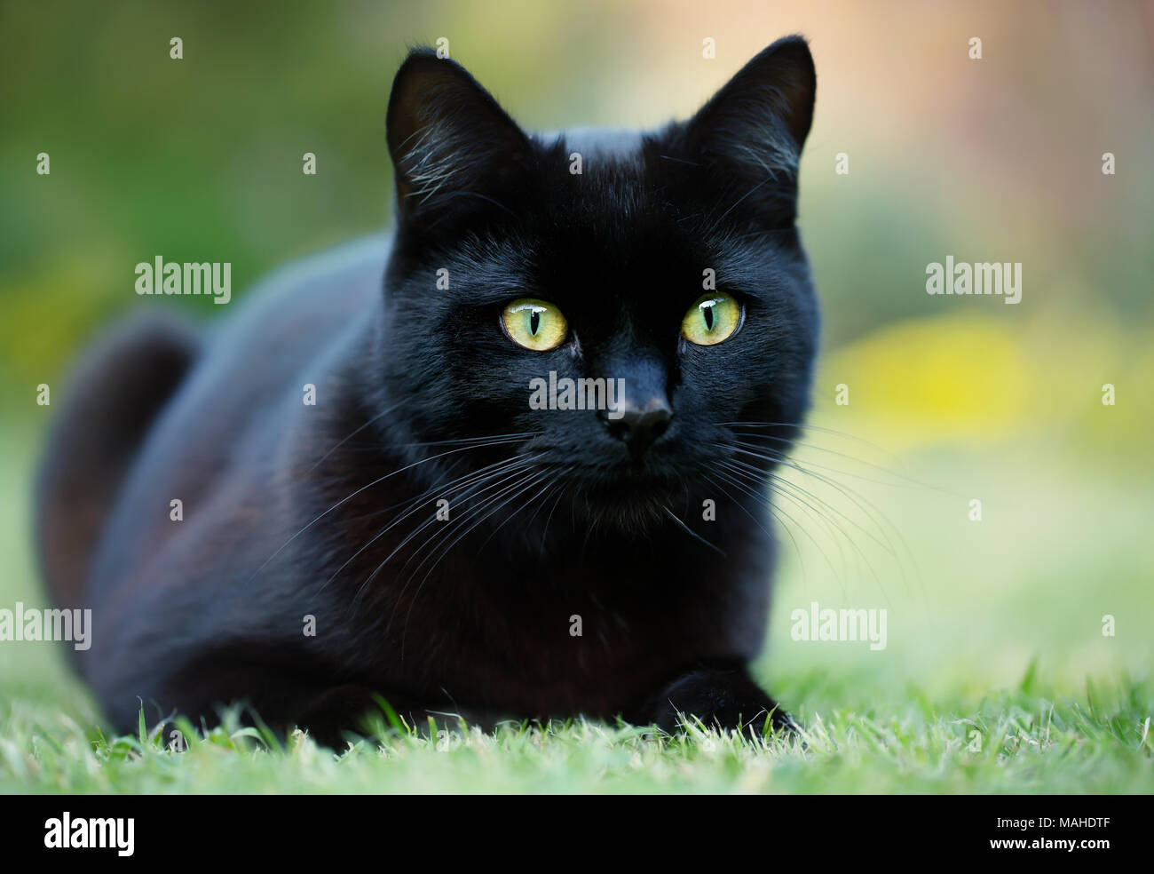 Portrait d'un chat noir couché dans l'herbe dans le jardin, UK. Banque D'Images