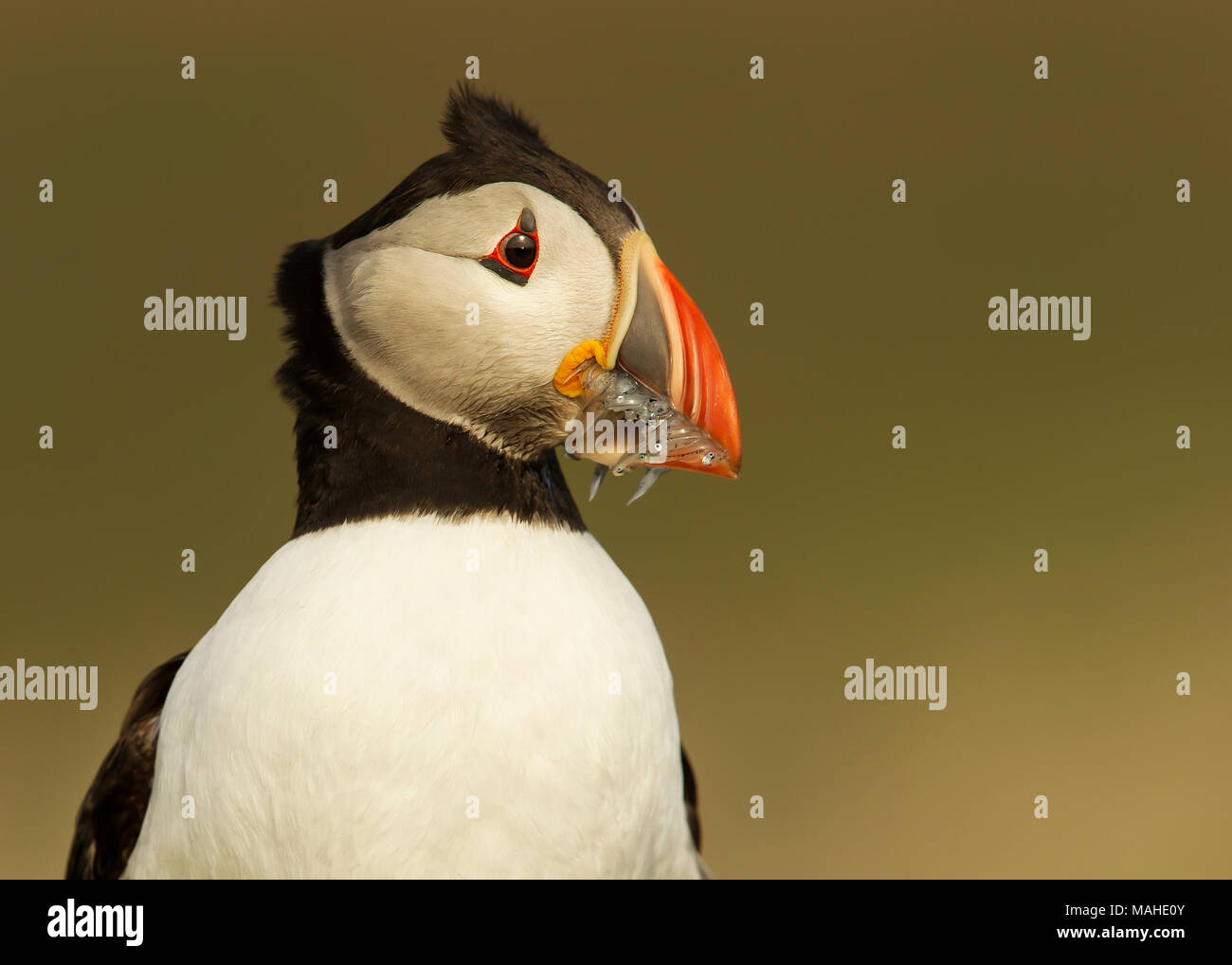 Portrait de macareux moine avec des lançons, Fair Isle, Ecosse, Royaume-Uni. Banque D'Images