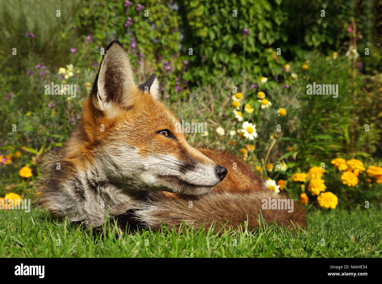 Red Fox couché dans le jardin de fleurs, l'été au Royaume-Uni. Banque D'Images