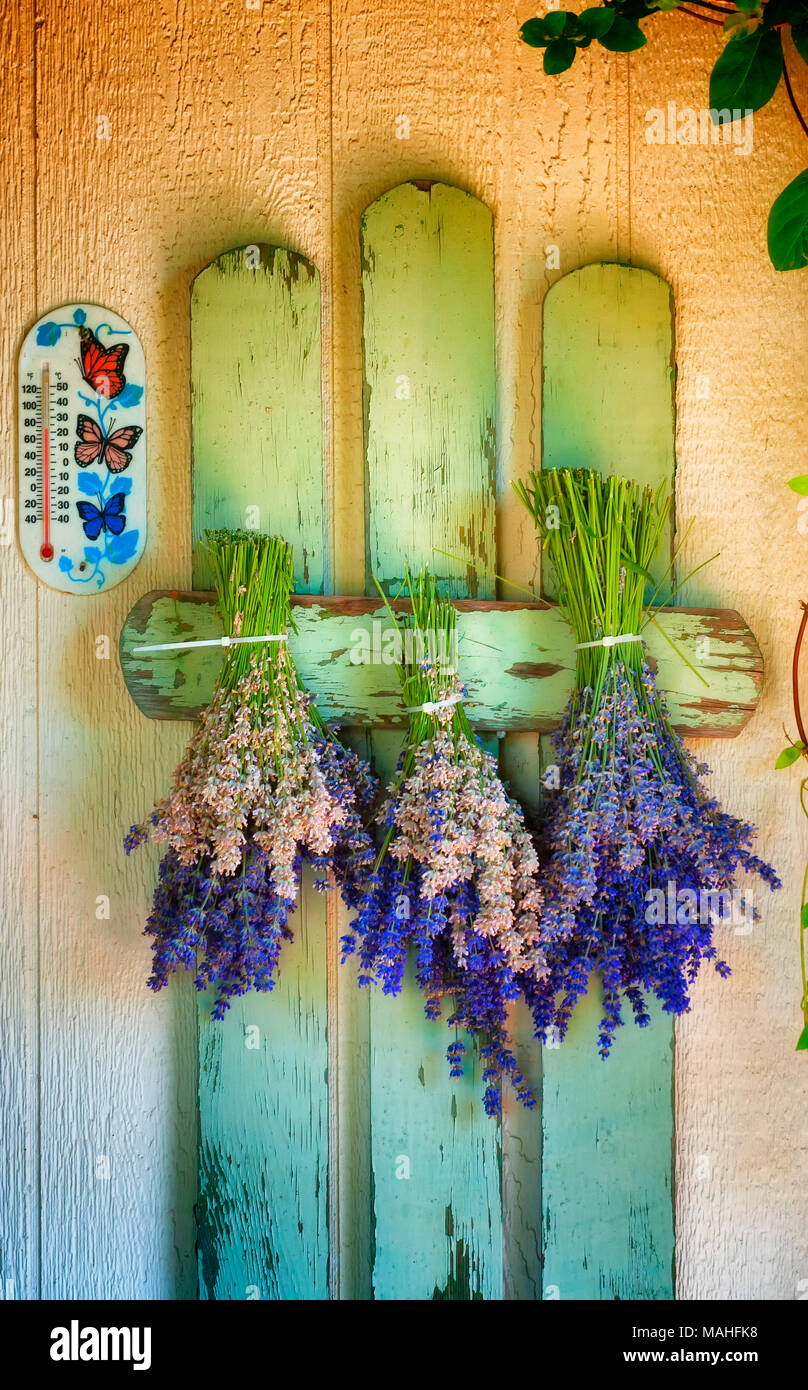 Bouquets de lavande accrocher le séchage sur une paroi de l'habitacle dans une manière décorative. Banque D'Images