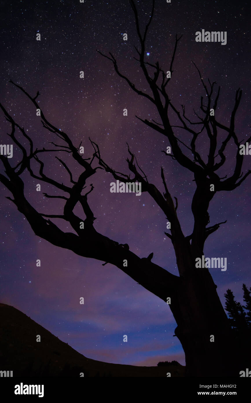Ciel étoilé, Bristlecone Pine (Pinus aristata), Mt Evans Wilderness Area, montagnes Rocheuses, CO, USA, par Bruce Montagne/Dembinsky Assoc Photo Banque D'Images