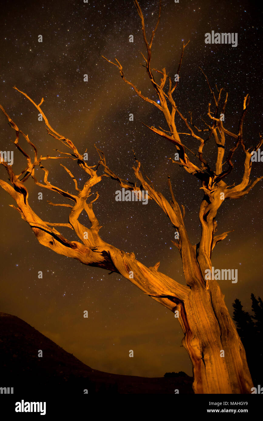 Ciel étoilé, Bristlecone Pine (Pinus aristata), Mt Evans Wilderness Area, montagnes Rocheuses, CO, USA, par Bruce Montagne/Dembinsky Assoc Photo Banque D'Images