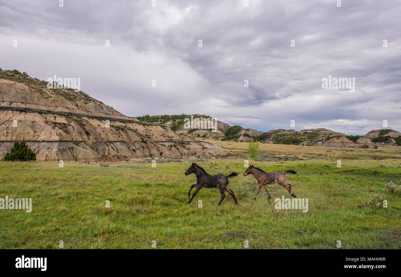 Les chevaux sauvages, poulains, Theodore Roosevelt NP, ND, États-Unis d'Amérique, par Bruce Montagne/Dembinsky Assoc Photo Banque D'Images