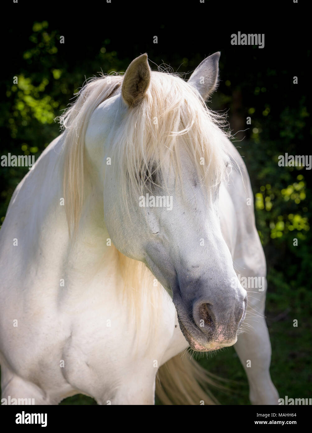 Un cheval gris dans un enclos au centre de thérapie équestre IFEAL de Withyham, dans l'est du Sussex. Banque D'Images