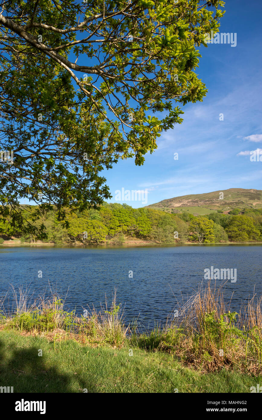 Llyn Tecwyn Isaf, un lac naturel dans les collines près de Harlech, Nord du Pays de Galles. Soleil du printemps sur la verdure autour du lac. Banque D'Images