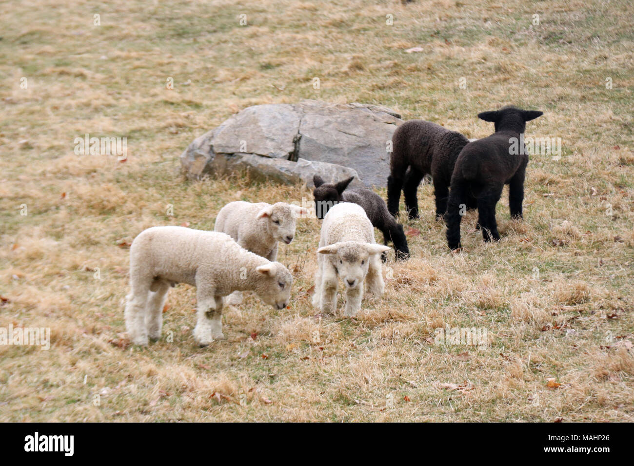 Un groupe d'agneaux nouveau-nés, en noir et blanc dans un champ sur une ferme au printemps Banque D'Images
