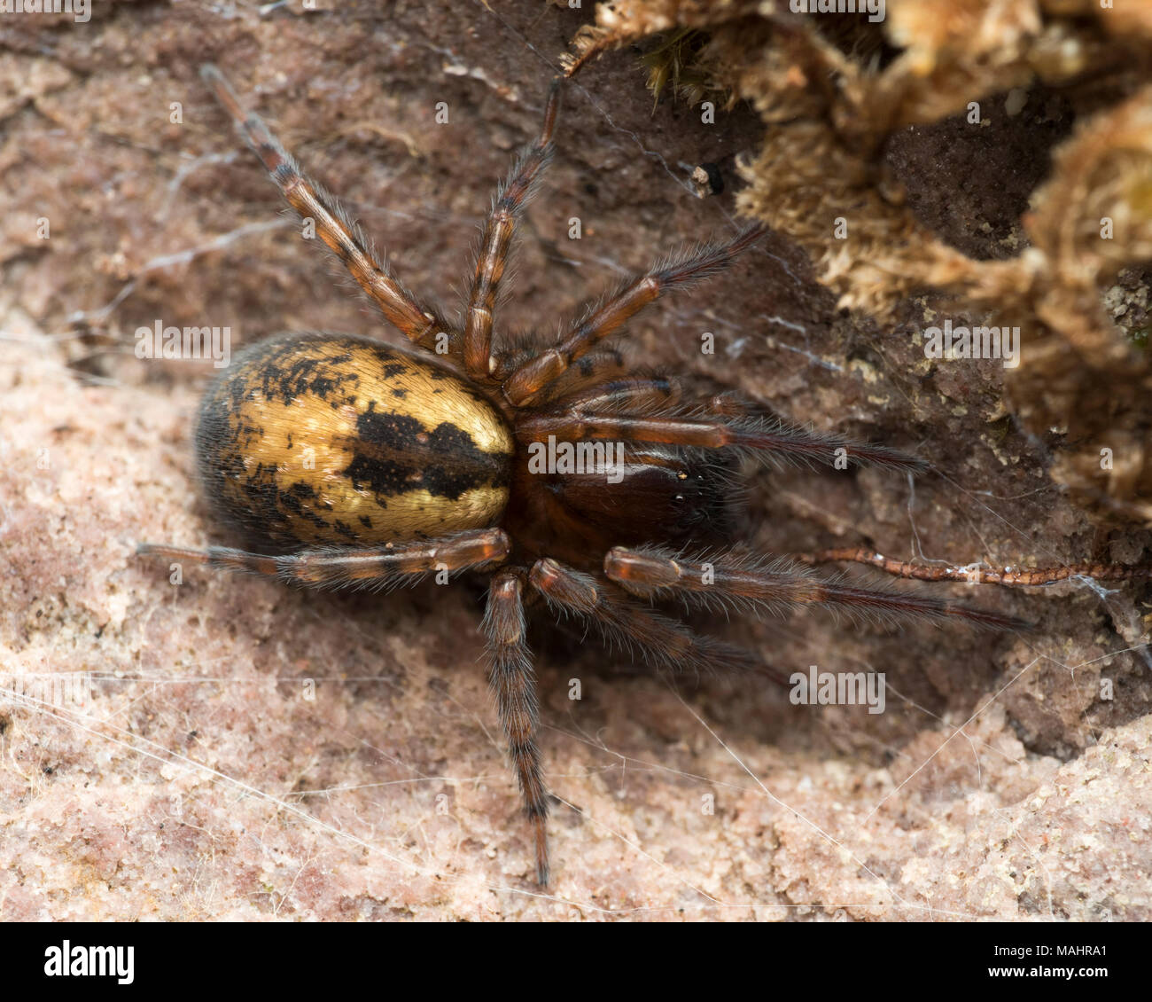 Vue dorsale de la dentelle Dentelle-robot ou spider-weaver(Amaurobius sp.) sous les écorces. Tipperary, Irlande Banque D'Images