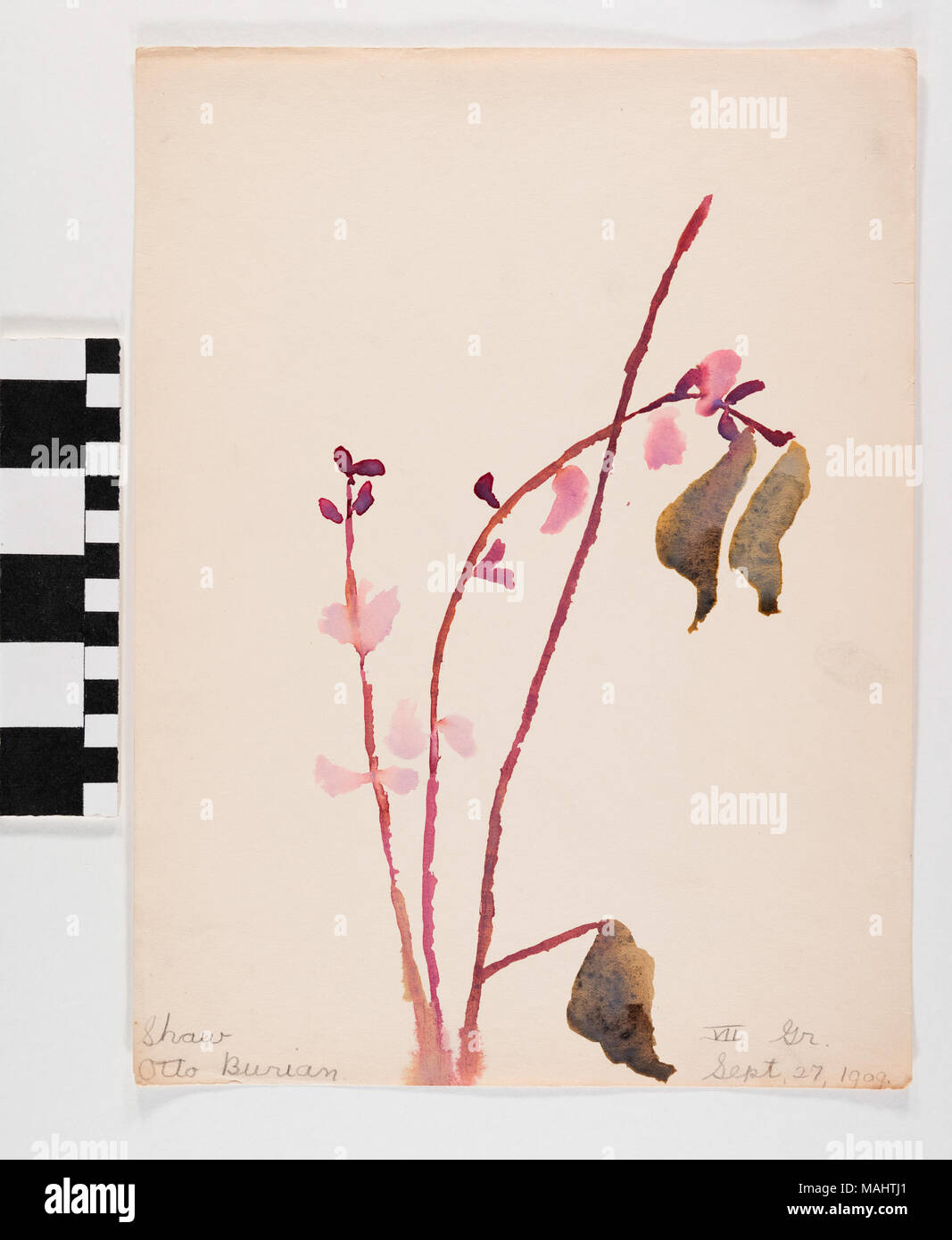 Aquarelle sur papier de fleurs avec tiges brun rosâtre. Titre : Fleurs de Lavande 'Aquarelle' par Otto Burian . 27 septembre 1909. Burian, Otto Banque D'Images