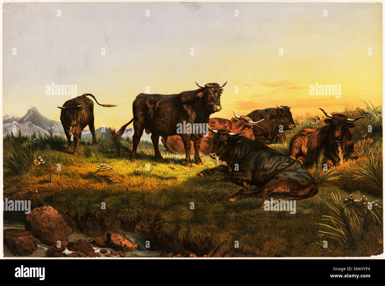 07  11 000750 Titre : matin après matin - dans les Highlands Créateur/Contributeur : Bonheur, Rosa (1822-1899), artiste ; L. Prang & Co. (éditeur) Date de publication : 1861-1897 (environ) description physique remarque : Genre : Chromolithographs ; Genre imprime Lieu : Bibliothèque publique de Boston, le 2011-08-06 : Appareil Photo : AG Sinar Sinarback 54 FW, Sinar m Banque D'Images