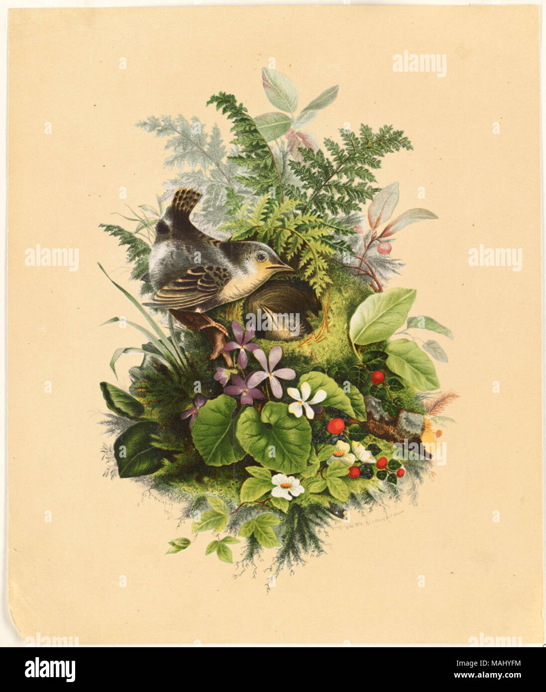 07  11 000770 Titre : Oiseaux nichant parmi les plantes et fleurs Créateur/Contributeur : Whitney, Olive E. (artiste) ; L. Prang & Co. (éditeur) Date de publication : 1874 description physique remarque : Genre : Chromolithographs ; still life imprime Lieu : Bibliothèque publique de Boston, le 2011-08-06 : Appareil Photo : AG Sinar Sinarback 54 FW, Sinar m Banque D'Images