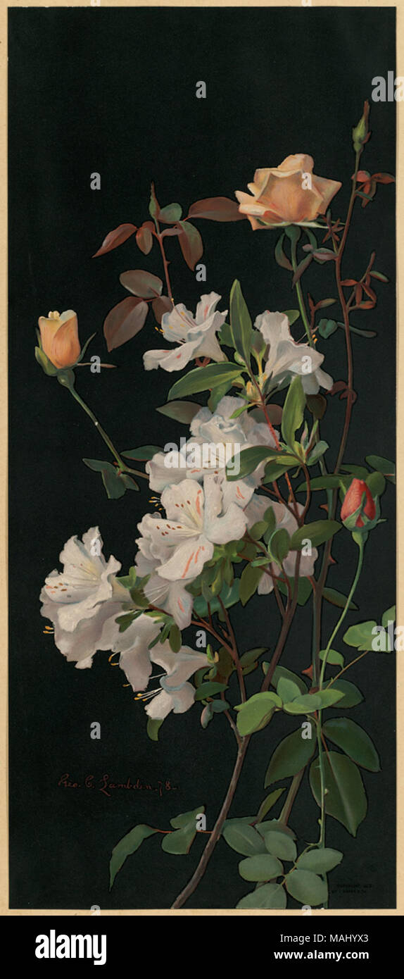 Nom de fichier : 07  11 001029 Titre : azalées roses et créateur/Contributeur : George Cochran Lambdin, (1830-1896), artiste ; L. Prang & Co. (éditeur) Date de publication : 1878 description physique remarque : Genre : Chromolithographs ; still life imprime Lieu : Bibliothèque publique de Boston, le 2011-08-05 : Appareil Photo : AG Sinar Sinarback 54 FW, Sinar m Banque D'Images