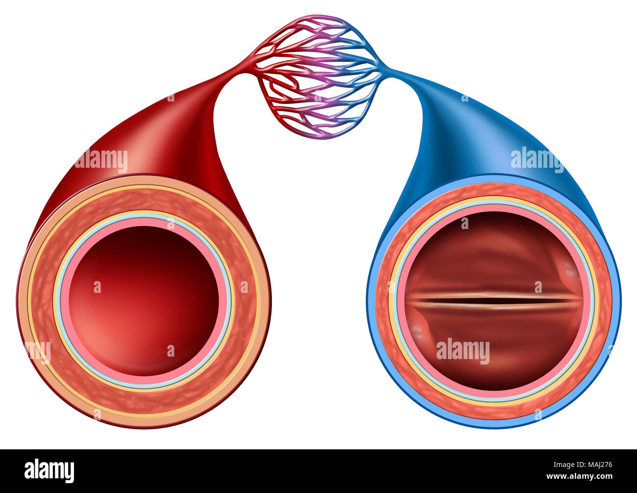 Was Ist Der Unterschied Zwischen Arterien Und Venen Comparaison de la structure de l'artère et la veine, une section de