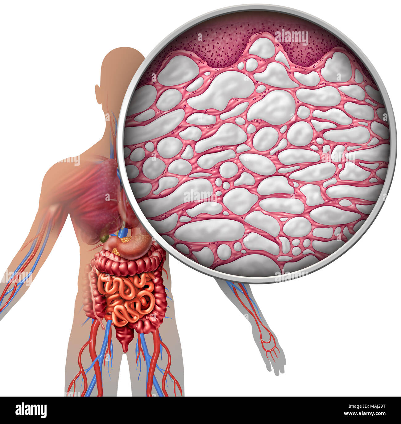 Interstice, corps humain anatomie avec concept d'organes comme le tissu conjonctif avec comparments remplies de liquide comme une microcopic fermer. Banque D'Images