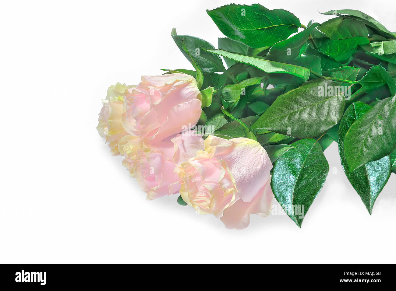 Magnifique bouquet de roses rose pâle, délicat avec la teinte jaune et vert feuilles isolées sur fond blanc - floral festif Banque D'Images