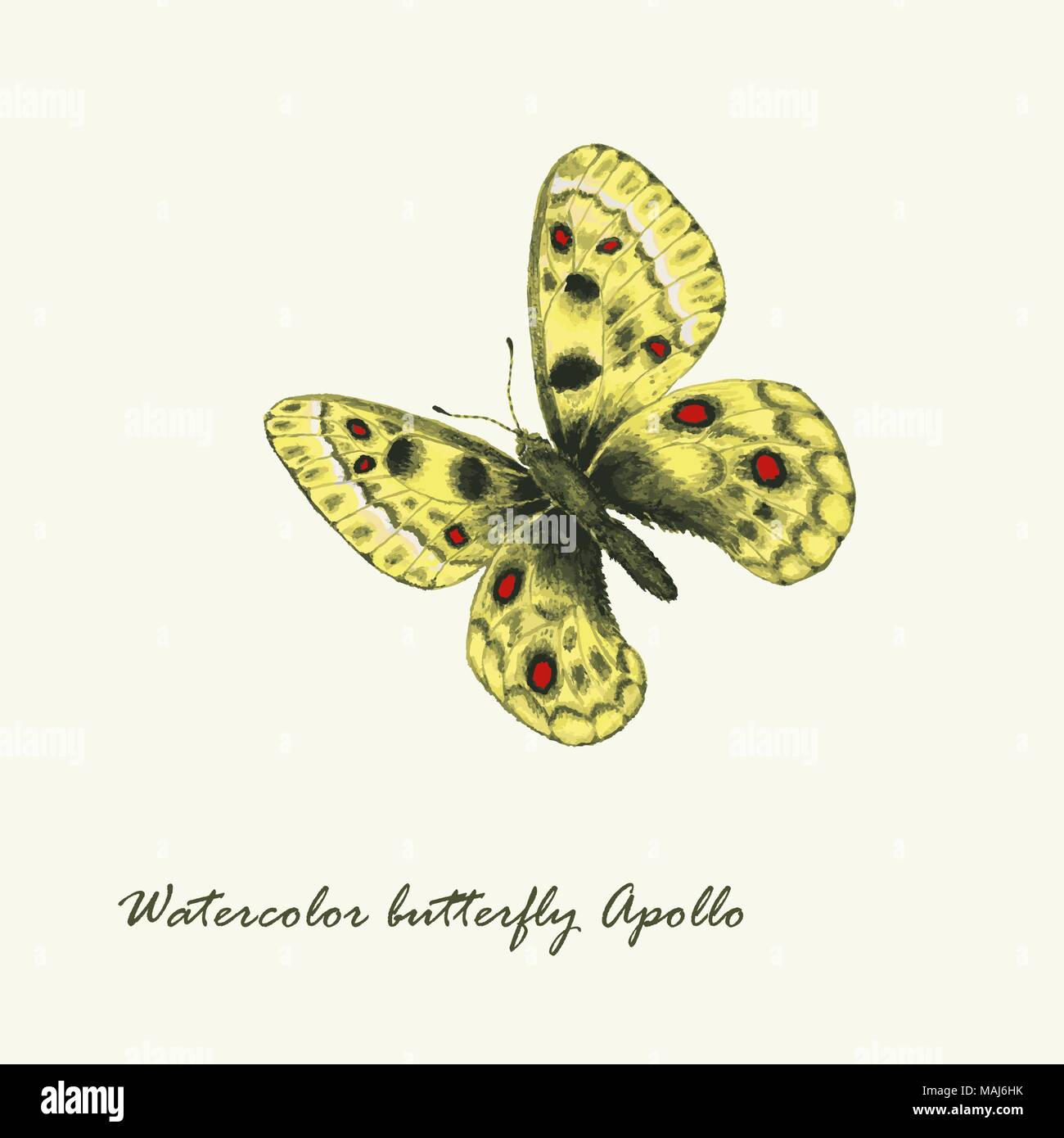 Aquarelle vecteur papillon. Parnassius apollo butterfly. Illustration à la main Illustration de Vecteur