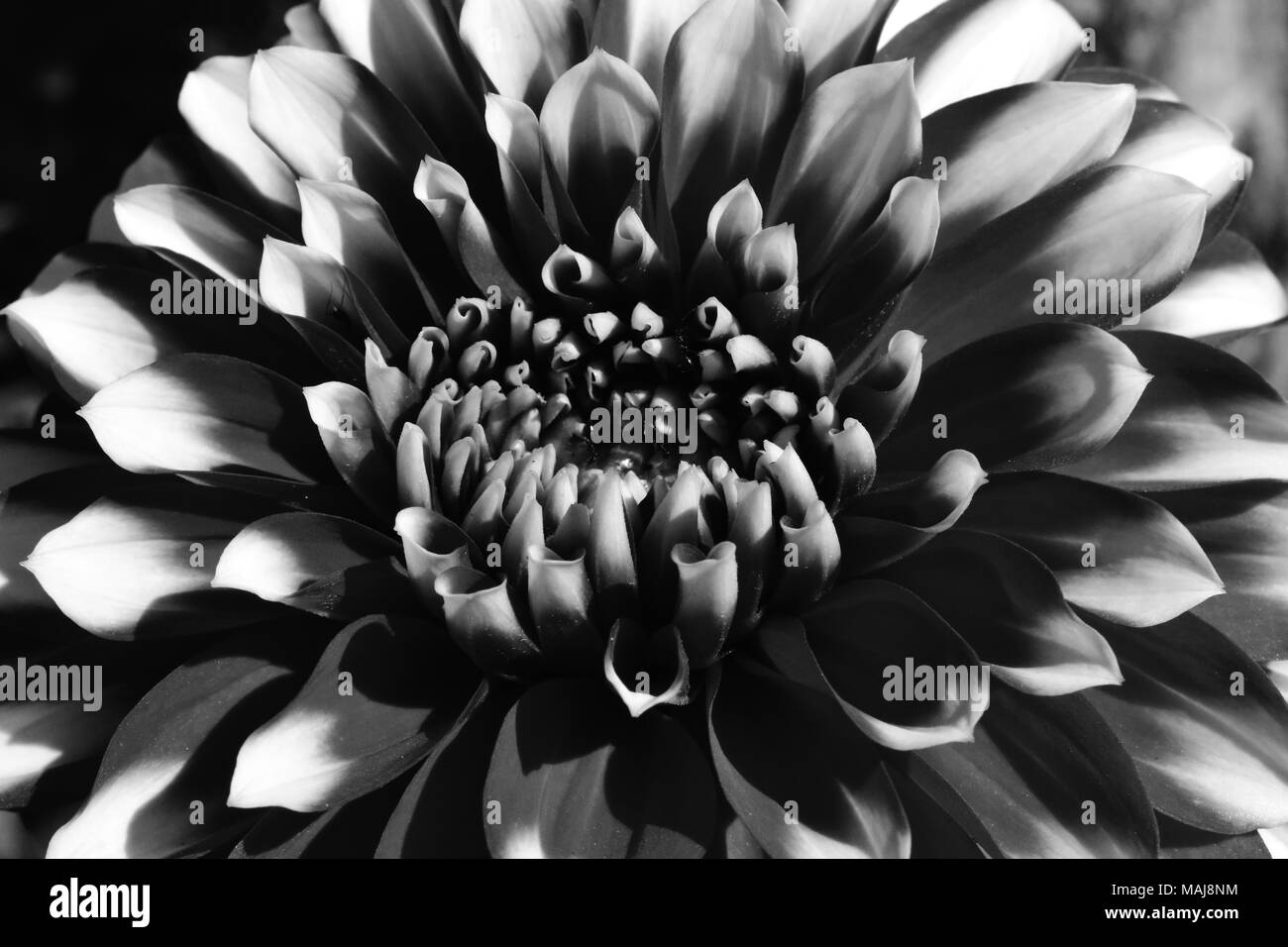 Close up un Dahlia fleur en noir et blanc. Banque D'Images