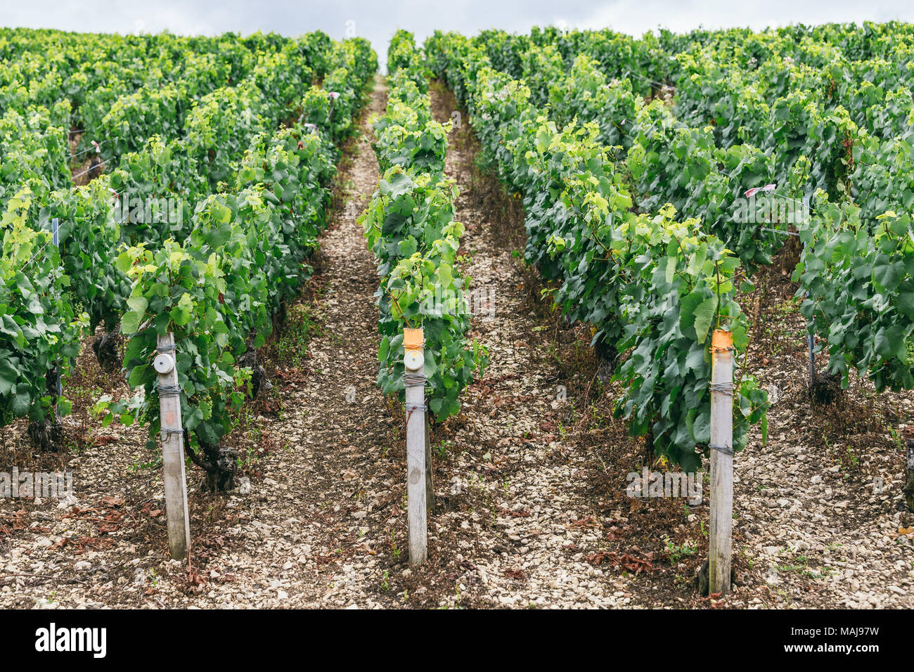 La vigne pousse dans des lignes dans le domaine, la France, la région viticole de Chablis Banque D'Images La vigne pousse dans des lignes dans le domaine, la France, la région viticole de Chablis Banque D'Images