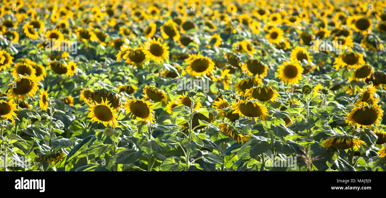 Tournesols Banque D'Images