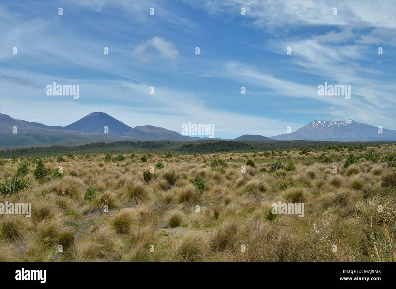 Le mont Ngauruhoe et le Mont Ruhapehu derrière grand large champ Banque D'Images