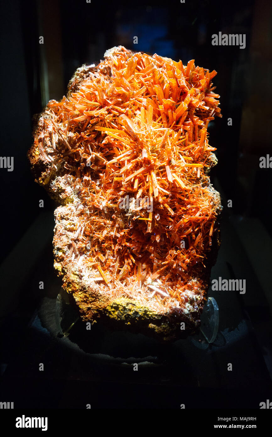 Un spécimen des cristaux minéraux orange rougeâtre de Crocoite, (Chromate en plomb), Houston Museum of Natural Science, Houston Texas USA. Banque D'Images