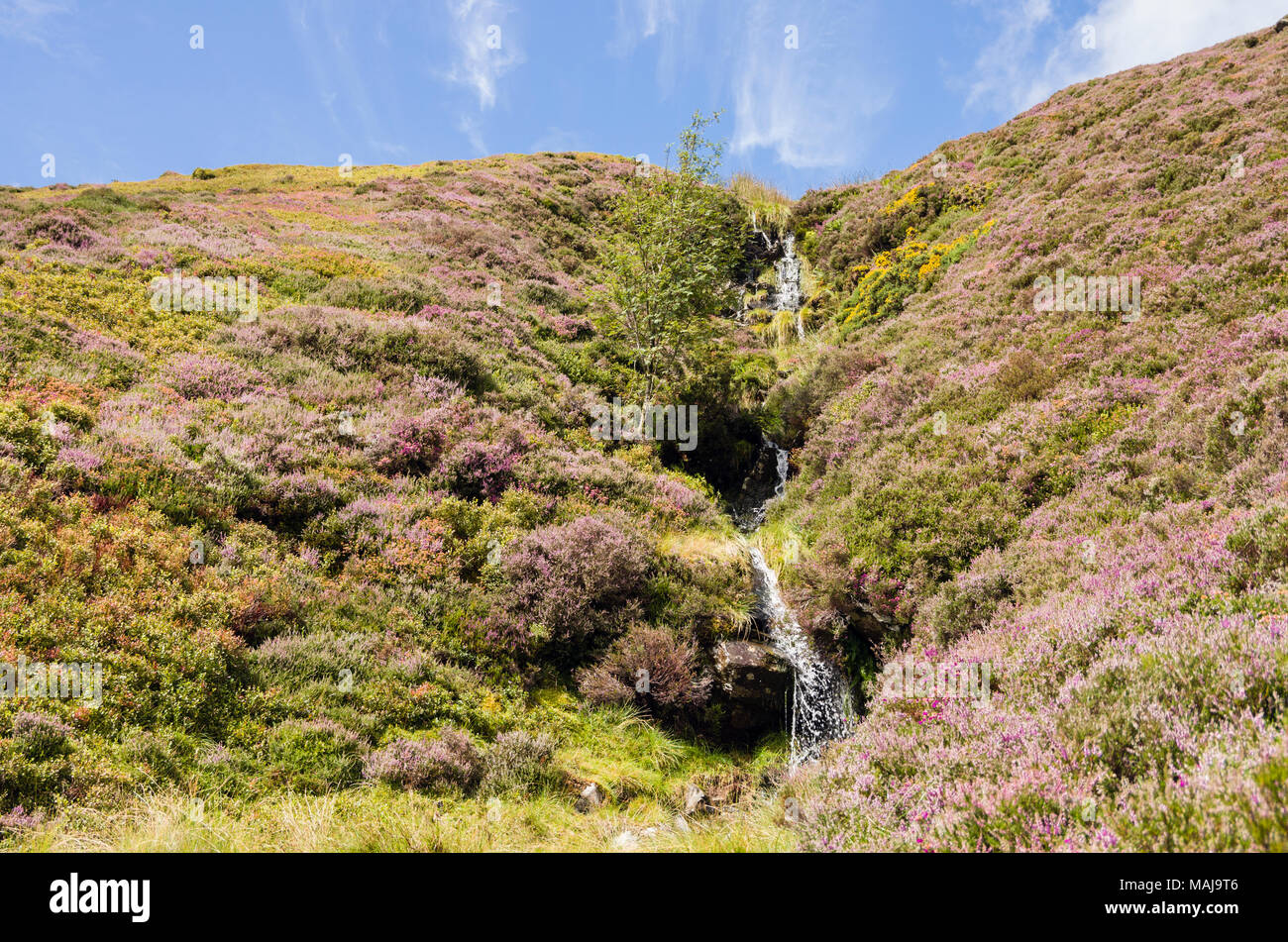 Ruisseau de montagne et la floraison heather sur Llithrig Pen-y-wrach hillside en été dans le parc national de Snowdonia. Capel Curig, Conwy. Le Nord du Pays de Galles, Royaume-Uni Banque D'Images