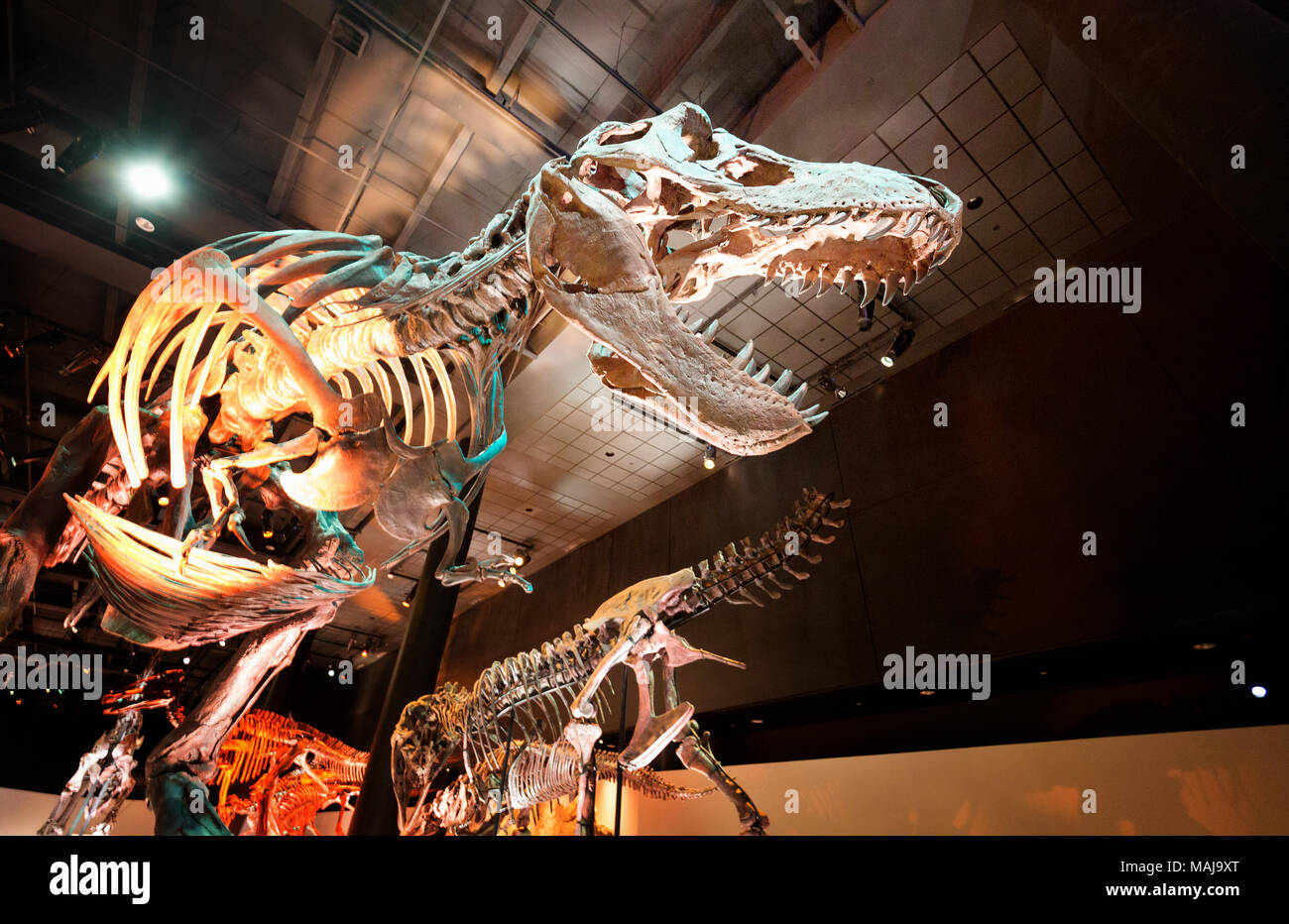 Tyrannosaurus Rex dinosaure Fossil ; Houston Museum of Natural Science, Houston, Texas, États-Unis Banque D'Images