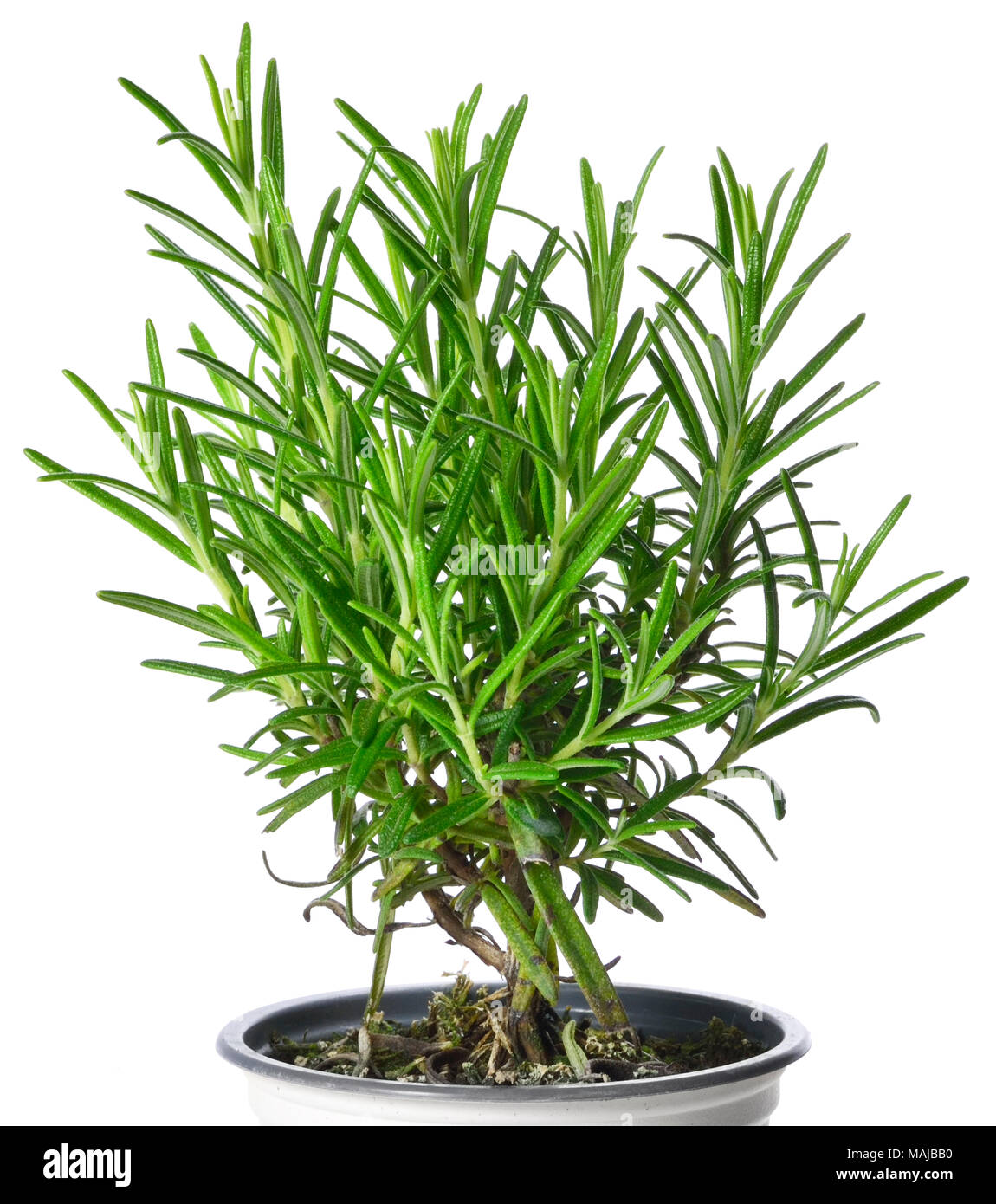 Usine de romarin frais ou bush dans une plante en pot, herbe isolé sur fond blanc, la cuisine simple. Banque D'Images