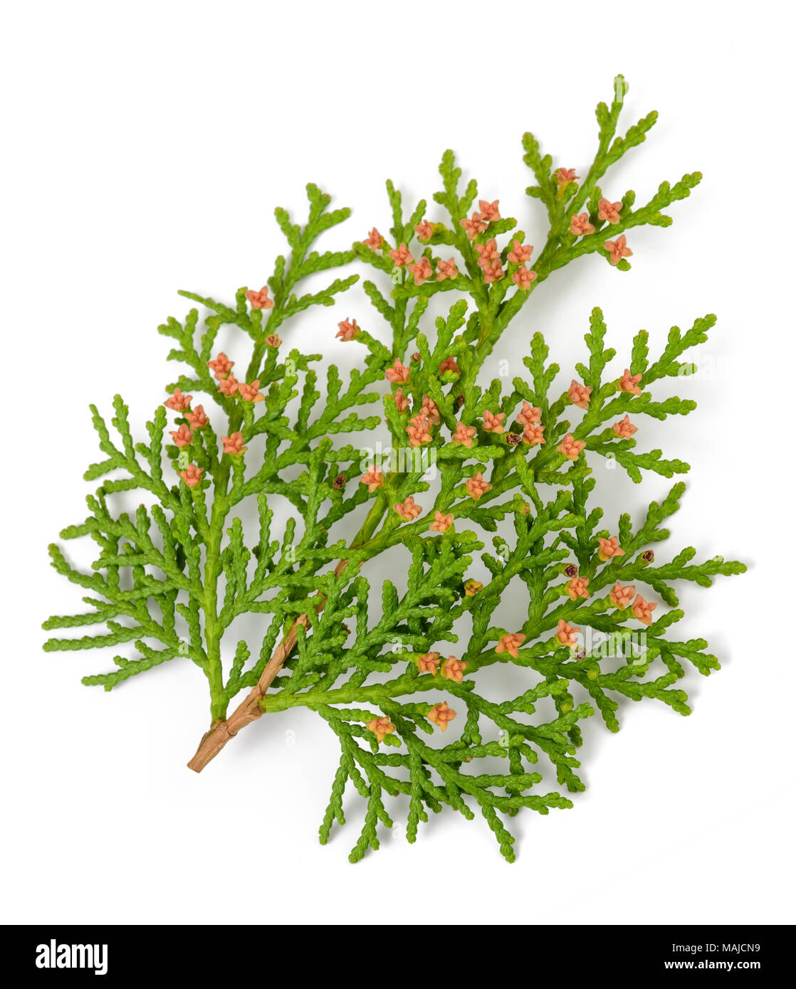 Des rameaux de cyprès Banque D'Images