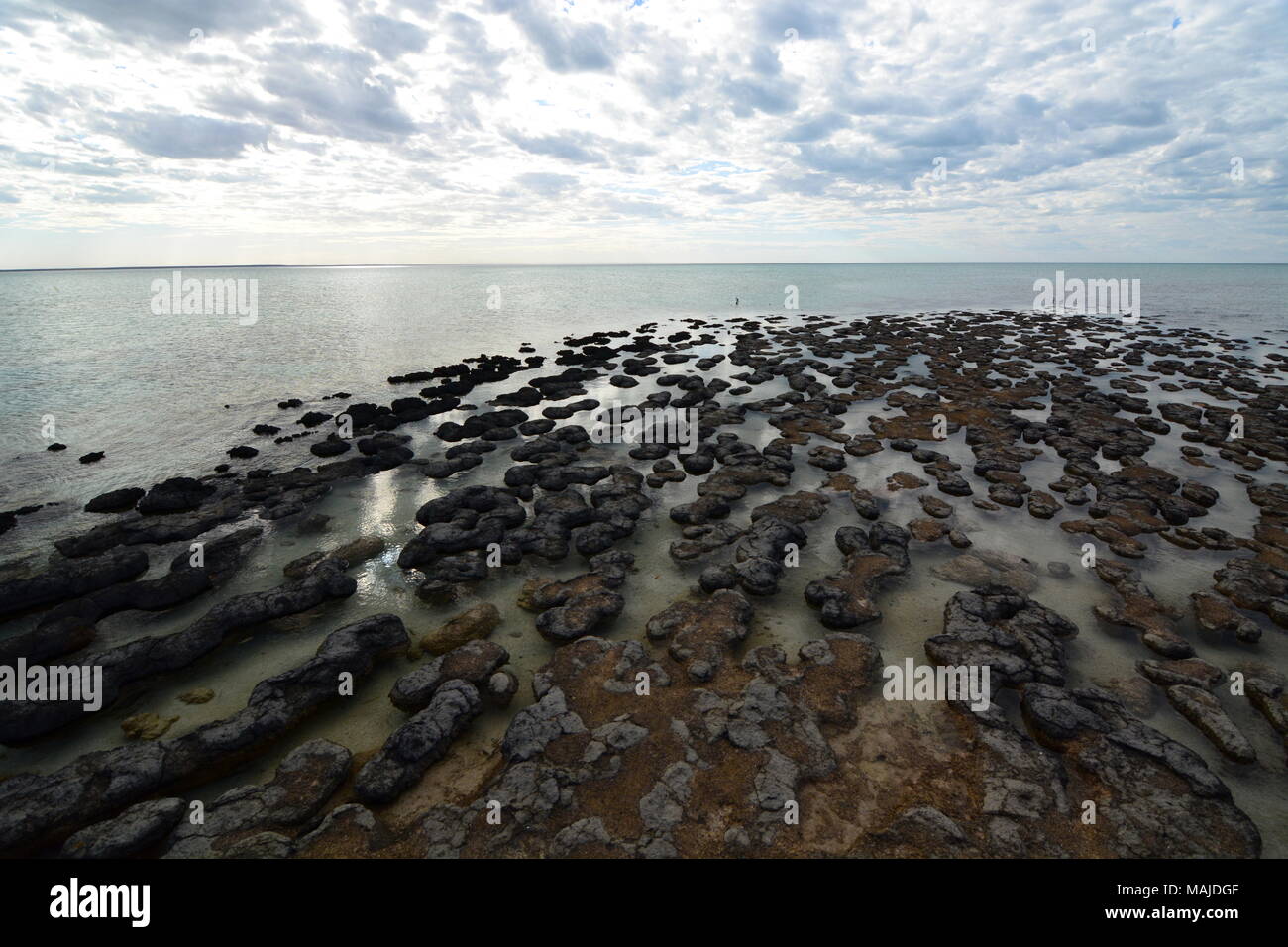 Les stromatolites. La réserve naturelle marine des Hamelin Pool. Shark Bay. L'ouest de l'Australie Banque D'Images