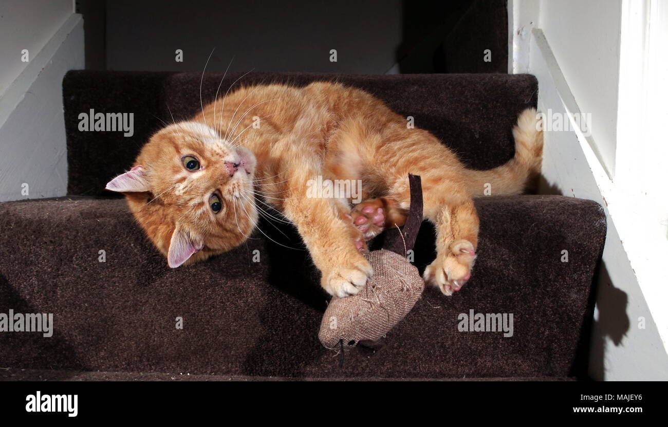 Le gingembre chat jouant dans les escaliers Banque D'Images